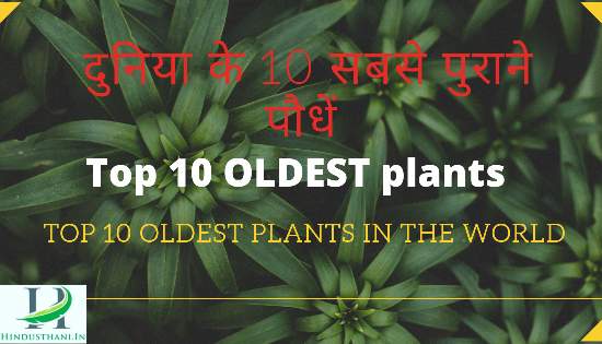 दुनिया के सबसे पुराने जीवित पौधे