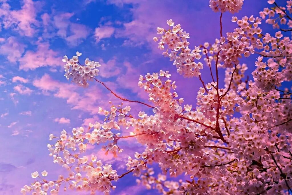 Japan - During Blossom Season